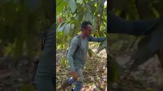 Poda de cacaueiro mal formado