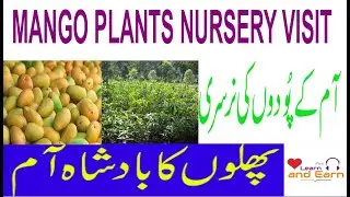 Mango Plant Nursery by Local Farmer