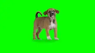dog green screen video green screen video effects green screen background