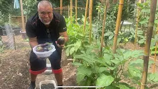 Backyard Eggplant Harvest 🍆