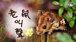 Mouse Sounds│Mouse Sound Effect│Animal Sounds