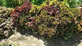 Growing tons of Coleus!!! Experimenting with full sun vs partial shade results!!!