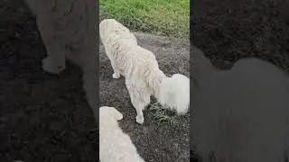 Tank's first ever walk w/ Chickens 🐔 here at Circle C Farm, 4 month old Maremma puppy training