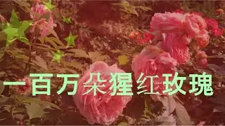 一百万朵猩红玫瑰
