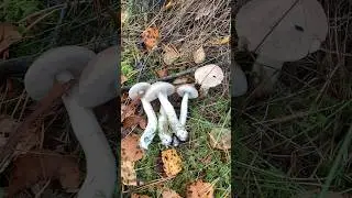 Болотные подберёзовики