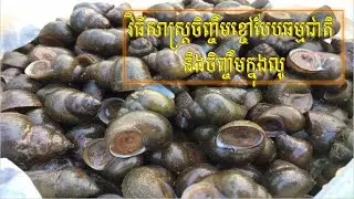 វិធីសាស្ត្រចិញ្ចឹមខ្មៅបែបធម្មជាតិ និងចិញ្ចឹមក្នុងលូ Snail Raising Techniques
