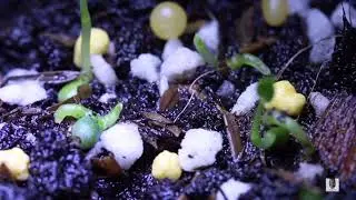 Anthurium Sp. Germinating