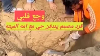 قرد صغير مصمم  ينزل القبر و يدفن  حي مع امه الميته  ( حاجة توجع القلب ) ماتتفرجش  .. مش هتستحمل