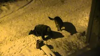 Собака выгуливает пьяного хозяина!