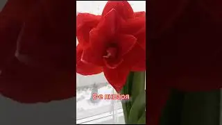 Амариллис🌺ровно один месяц с момента посадки луковицы, обкатка на подоконнике