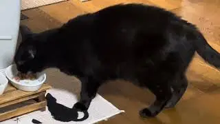 House Panther Dinner Time
