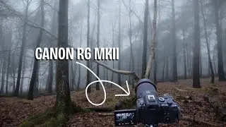 POV Photography: Nature and Foggy Woodlands 