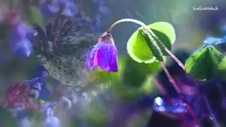Sarah Brightman - Scene d'amour - TENDERNESS - НЕЖНОСТЬ // @RatianaGR