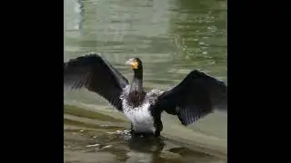 Pulteney Weir Cormorant Wing Shake