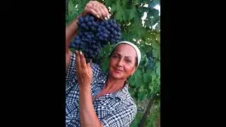 Морозостойкий +Устойчивый +Вкусный +...Виноград !