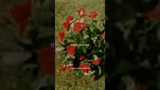 HERMOSO JESÚS (Shorts)