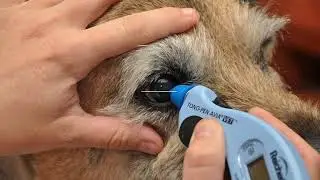 PCS Tonometry
