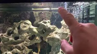 Aquarium Overhaul - Preview Part 1 - Current (pre-remodel) aquarium setup walkthrough