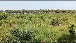 Cuma Petani Sawit Kok #Kertamukti #G3 #KUDBinaSejahtera #Binasejahtra #sawit #mesujirayaoki #bp