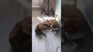 Нежность или бой?😂 #котовлог #catshorts #humor #animals #catlover #kitten #funnycats #котики