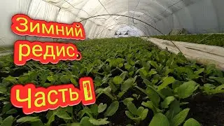Состояние Редиски Селеста на 10.02.2022