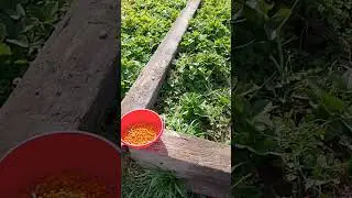 Бьёт культурку мороз.,🥹
