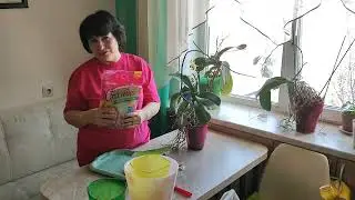Пересадка орхидеи на два горшка, размножение!