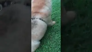 chow chow dogie