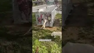 Зоопарк, Где Люди Стали Гостями в Мире Животных 