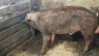 Обзор всех поросят в продаже. Свиньи пород Дюрок, Пьетрен и Крупная Белая