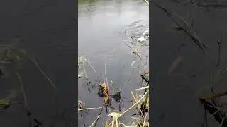 ловля огромных щук,сом на 90 кг,сазаны по 7 кг,рыбалка лучшее