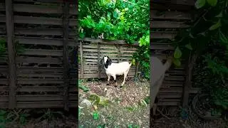 KAMBING MEMBAWA BERKAH 