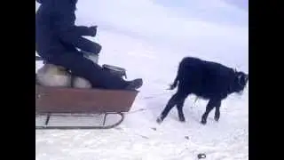 Водовоз машина