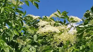 🌿Бузина - Здоровье, Молодость, Краса.🌿🌼 Целебные свойства и рецепты.🌼