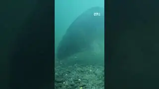 DIVE BOMB!