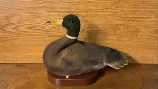 Decoy Roy