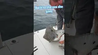 Too big for us to keep! She gets to go back down again #boating #halibut #release #fishing #bccoast