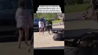 ЛУЧШИЕ ТЕЛОХРАНИТЕЛИ ДЛЯ МАЛЕНЬКОЙ ДЕВОЧКИ! 