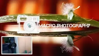 macro photography smartphone  At home || fotografi macro pakai hp