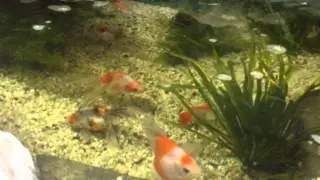 My indoorpond July 2014: New Orandas