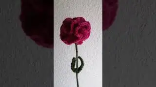 Carnation flowers