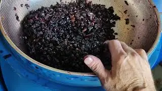 Отжим мезги от сока. Переработка винограда