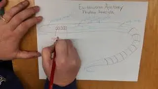 Earthworm anatomy