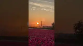 Dutch dawn: vibrant tulips under the soft glow of the morning sun.