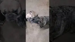 Frenchie kisses💋Bam Bam gives his girls a kiss 🐶💙