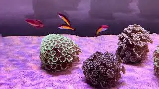 Рыбный Аквариум ORP 200.  REEF EXCLUSIVE