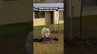“Pretend to die in front of your dog to see how they react”