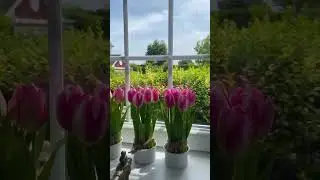 Yepyeni video: İstanbul'da rüya gibi bir villadayız