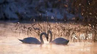 天鹅湖-純音樂，輕音樂，安靜心靈音樂，放鬆好聽音樂Swan Lake - Pure Music, Light Music, Quiet Mind Music, Relax Music