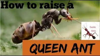How Raise A Queen Ant!